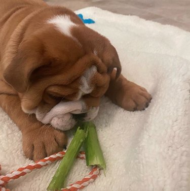 19 Gourmet Dogs Who Love Delicious Cuisine