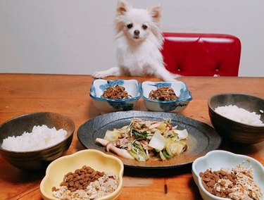 19 Gourmet Dogs Who Love Delicious Cuisine