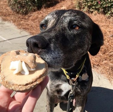 19 Gourmet Dogs Who Love Delicious Cuisine