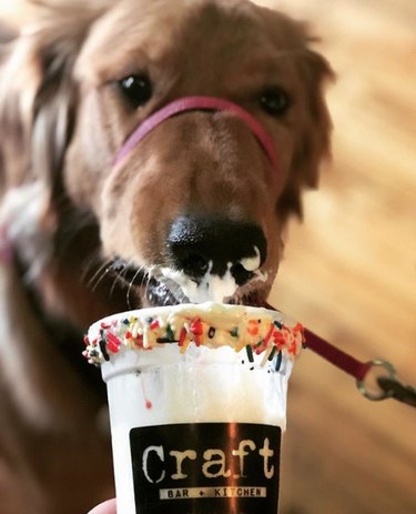 19 Gourmet Dogs Who Love Delicious Cuisine
