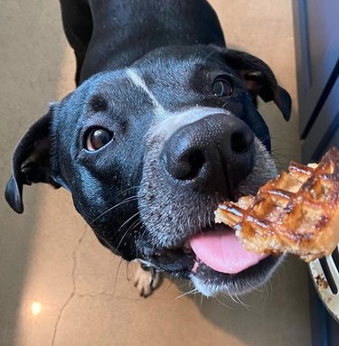 19 Gourmet Dogs Who Love Delicious Cuisine