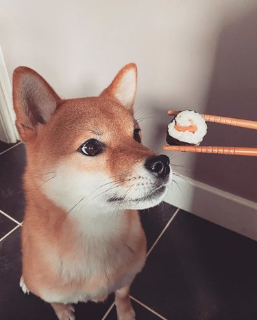 19 Gourmet Dogs Who Love Delicious Cuisine