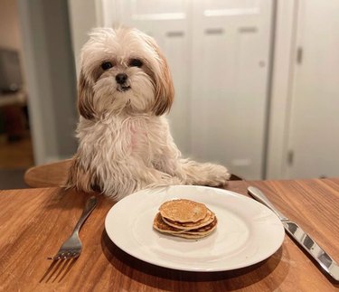 19 Gourmet Dogs Who Love Delicious Cuisine