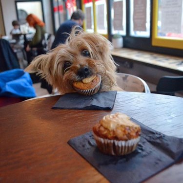 19 Gourmet Dogs Who Love Delicious Cuisine