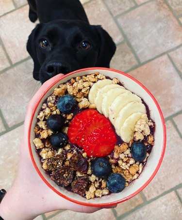19 Gourmet Dogs Who Love Delicious Cuisine