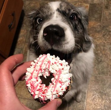 19 Gourmet Dogs Who Love Delicious Cuisine