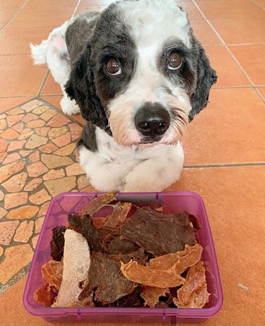 19 Gourmet Dogs Who Love Delicious Cuisine