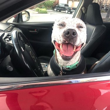 18 Dogs Enjoy the Ultimate Car Ride Experience