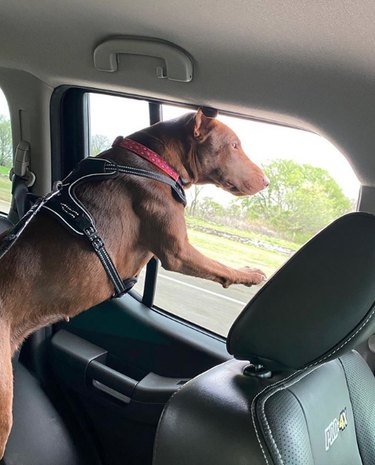 18 Dogs Enjoy the Ultimate Car Ride Experience