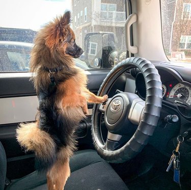 18 Dogs Enjoy the Ultimate Car Ride Experience