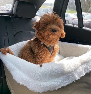 18 Dogs Enjoy the Ultimate Car Ride Experience