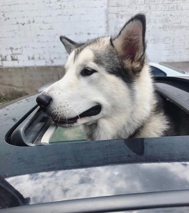 18 Dogs Enjoy the Ultimate Car Ride Experience