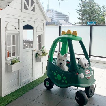 18 Dogs Enjoy the Ultimate Car Ride Experience