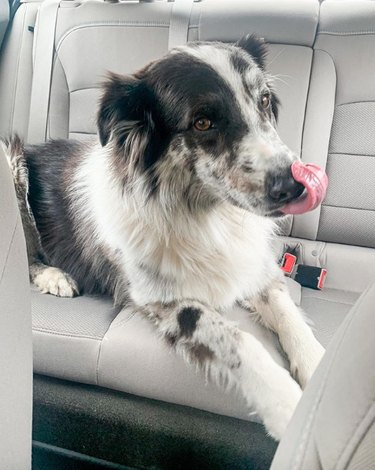 18 Dogs Enjoy the Ultimate Car Ride Experience