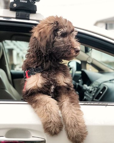18 Dogs Enjoy the Ultimate Car Ride Experience