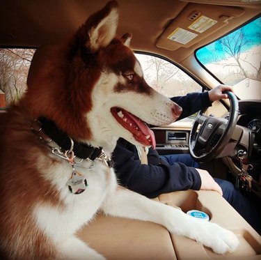 18 Dogs Enjoy the Ultimate Car Ride Experience