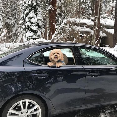 18 Dogs Enjoy the Ultimate Car Ride Experience