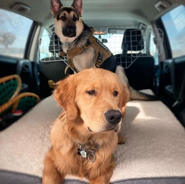 18 Dogs Enjoy the Ultimate Car Ride Experience