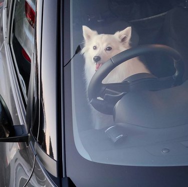 18 Dogs Enjoy the Ultimate Car Ride Experience