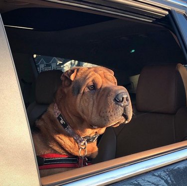 18 Dogs Enjoy the Ultimate Car Ride Experience