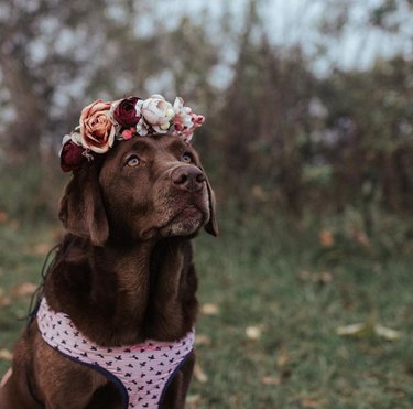 18 Adorable Dogs Rocking Flower Crowns: A Charming Photo Collection