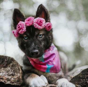 18 Adorable Dogs Rocking Flower Crowns: A Charming Photo Collection