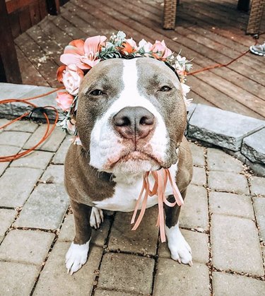 18 Adorable Dogs Rocking Flower Crowns: A Charming Photo Collection