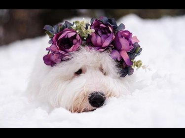 18 Adorable Dogs Rocking Flower Crowns: A Charming Photo Collection