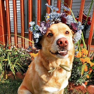 18 Adorable Dogs Rocking Flower Crowns: A Charming Photo Collection