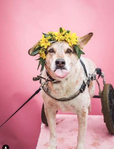18 Adorable Dogs Rocking Flower Crowns: A Charming Photo Collection