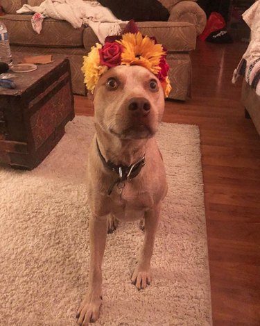 18 Adorable Dogs Rocking Flower Crowns: A Charming Photo Collection