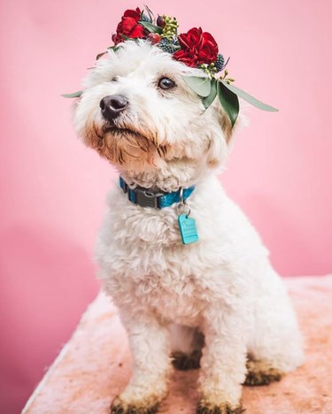 18 Adorable Dogs Rocking Flower Crowns: A Charming Photo Collection