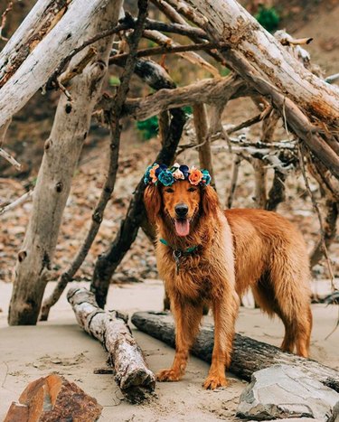 18 Adorable Dogs Rocking Flower Crowns: A Charming Photo Collection