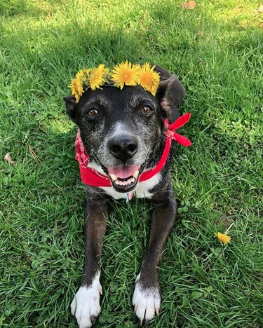 18 Adorable Dogs Rocking Flower Crowns: A Charming Photo Collection