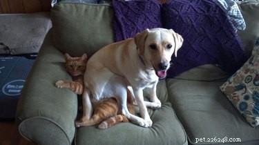 16 Dogs Who Love Everyone (But Have No Personal Space)