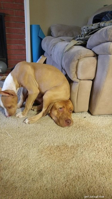 16 Dogs Who Love Everyone (But Have No Personal Space)