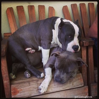 16 Dogs Who Love Everyone (But Have No Personal Space)