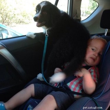 16 Dogs Who Love Everyone (But Have No Personal Space)