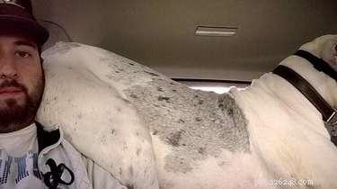 16 Dogs Who Love Everyone (But Have No Personal Space)
