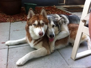 16 Dogs Who Love Everyone (But Have No Personal Space)