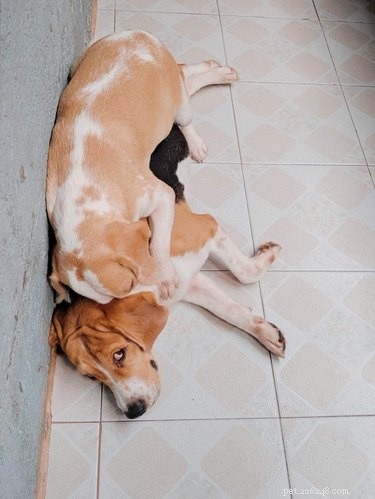 16 Dogs Who Love Everyone (But Have No Personal Space)