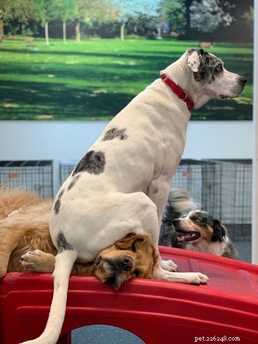 16 Dogs Who Love Everyone (But Have No Personal Space)