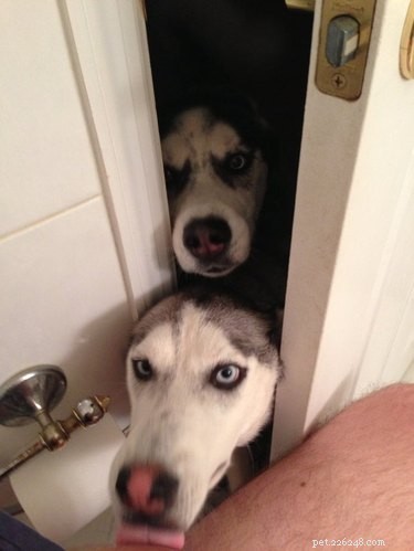 16 Dogs Who Love Everyone (But Have No Personal Space)