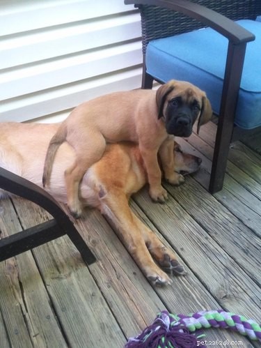 16 Dogs Who Love Everyone (But Have No Personal Space)