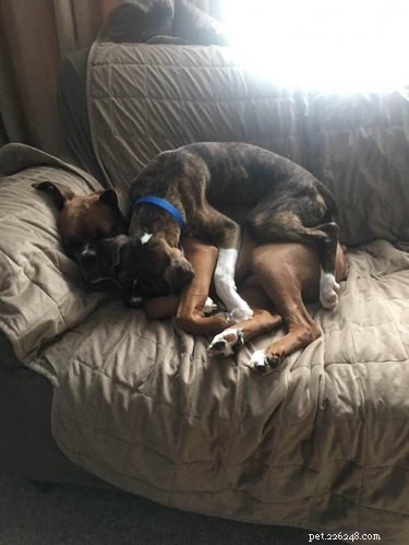 16 Dogs Who Love Everyone (But Have No Personal Space)