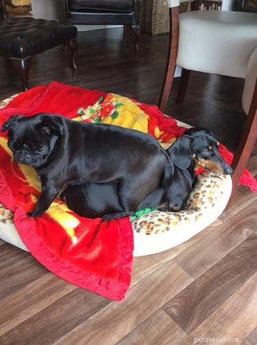 16 Dogs Who Love Everyone (But Have No Personal Space)