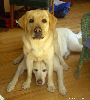 16 Dogs Who Love Everyone (But Have No Personal Space)