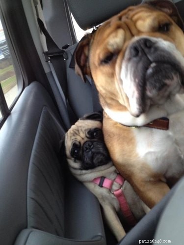 16 Dogs Who Love Everyone (But Have No Personal Space)