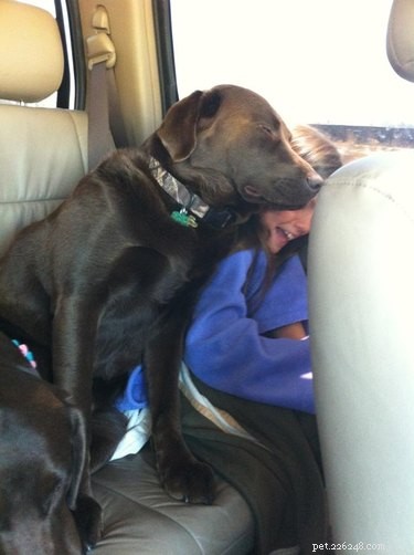 16 Dogs Who Love Everyone (But Have No Personal Space)