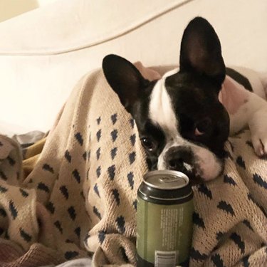 16 Heartwarming Stories of Dogs Navigating Quarantine Life
